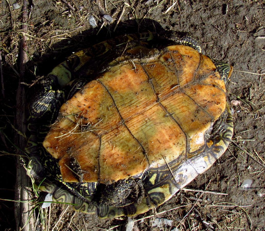 File:Northern Map Turtle, plastron.jpg - HandWiki