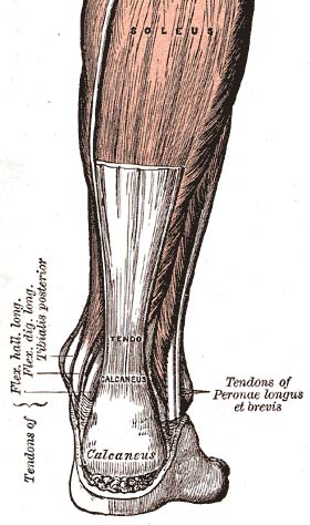 File:Achilles-tendon.jpg