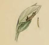 File:Anacampsis temerella a sprig of Salix eaten by larva.JPG