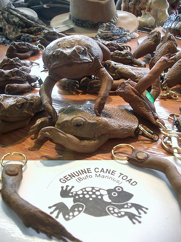 File:Cane Toad Products.jpg