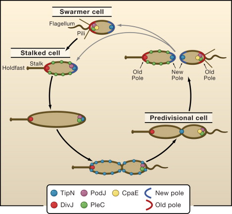 File:Cell cycle of Caulobacter.jpg