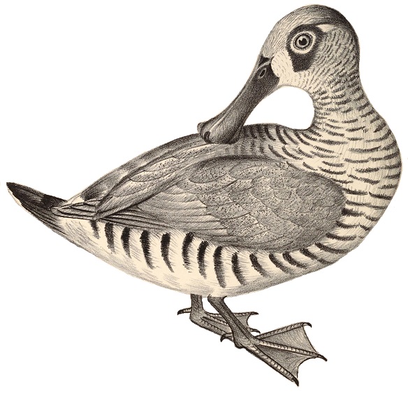 File:Companion to Gould's Handbook; or, Synopsis of the birds of Australia (Plate 77) (white background).jpg