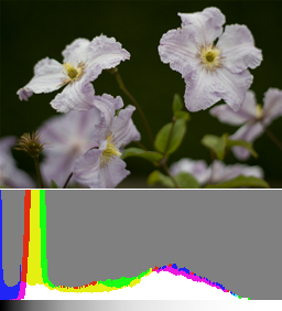 A normally exposed image and its histogram. Details in the flowers are already discernible but recovering the shadows in post-production will increase noise.