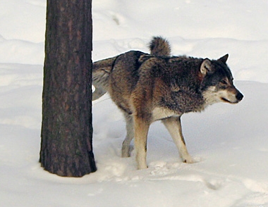 File:Lobo marcando su territorio-2.jpg