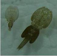 File:Male female sea lice.jpg