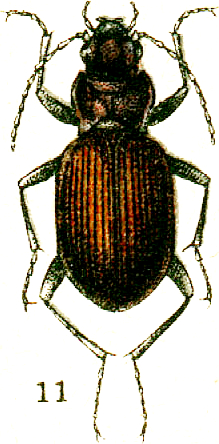 Nebria bonellei.png