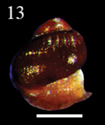 Petaloconchus mcgintyi (10.3897-zookeys.779.24562) Figure 3 (cropped).jpg