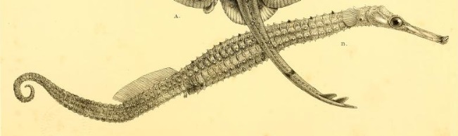 Solenognathus fasciatus
