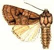 Acronicta quadrata.JPG