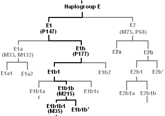 File:E1b1b ancestry.png