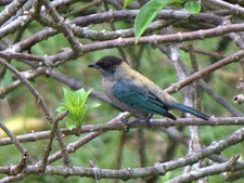 Lesser Antillean Tanager.jpg