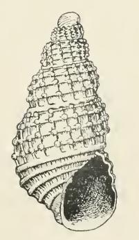 Odostomia lucca 001.png
