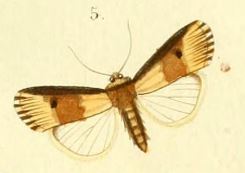 PL.6-fig.5(Axylia Tabida) Amazonides tabida (Guenée, 1852).JPG
