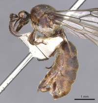 Aenictus grandis.jpg