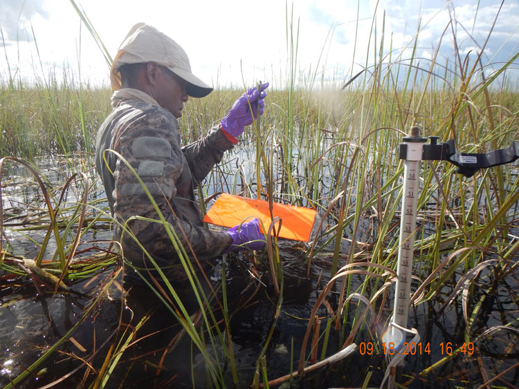 File:Everglades Sampling Location, September 20, 2014 (15834616445).jpg