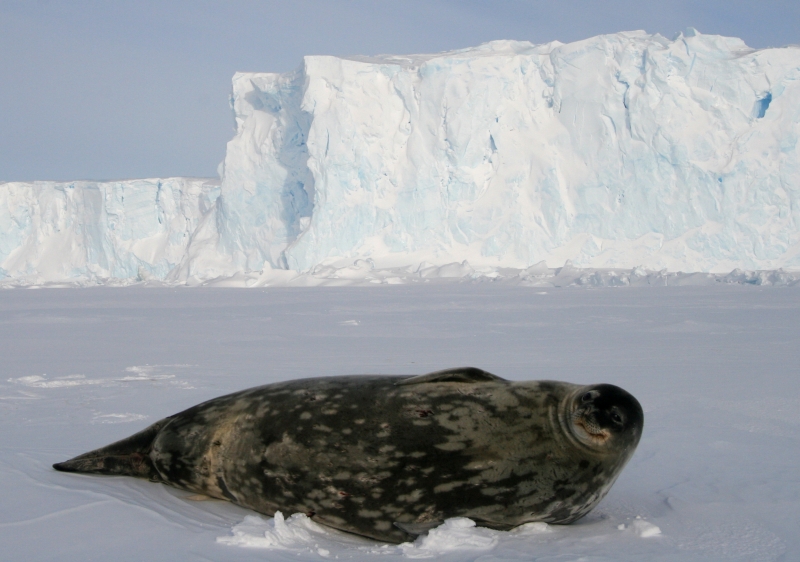 File:Phoque de Weddell - Weddell Seal.jpg