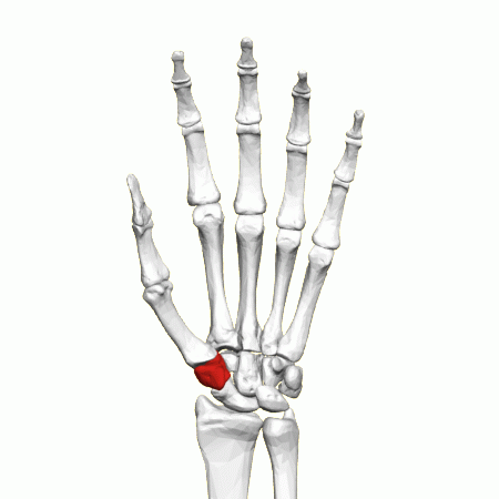 File:Trapezium bone (left) - animation01.gif