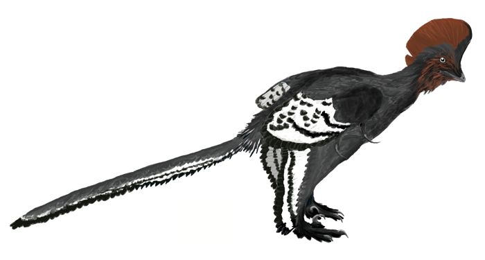 File:Anchiornis martyniuk.png