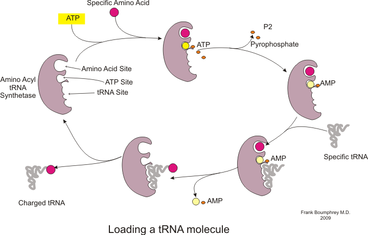 File:Charge tRNA.png