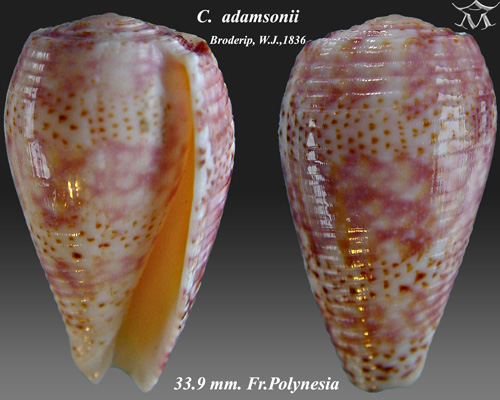 File:Conus adamsonii 1.jpg