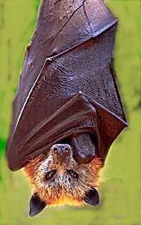 File:Golden crowned fruit bat.jpg