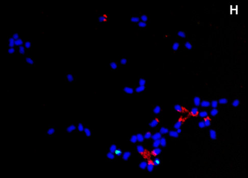 File:Karyotype of Strawberry (Fragaria virginiana ssp glauca).png