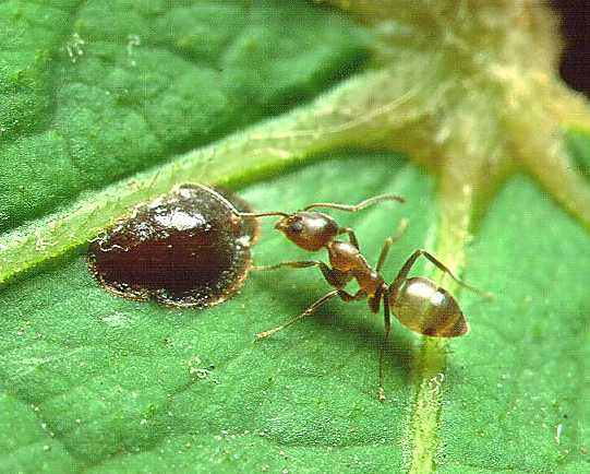 File:Linepithema Argentine ant.jpg