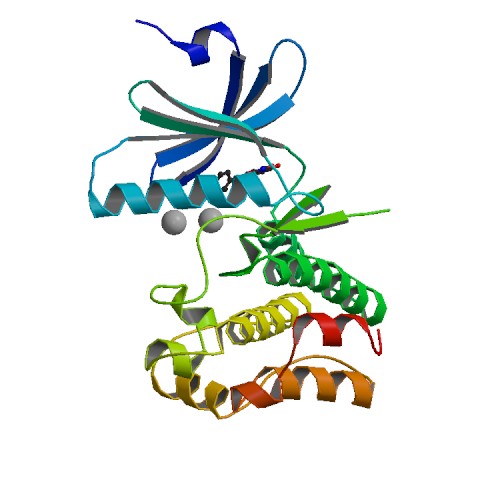 File:PBB Protein WEE1 image.jpg
