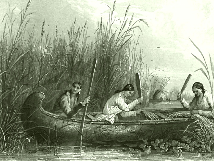 File:Wild rice harvesting 19th century.jpg