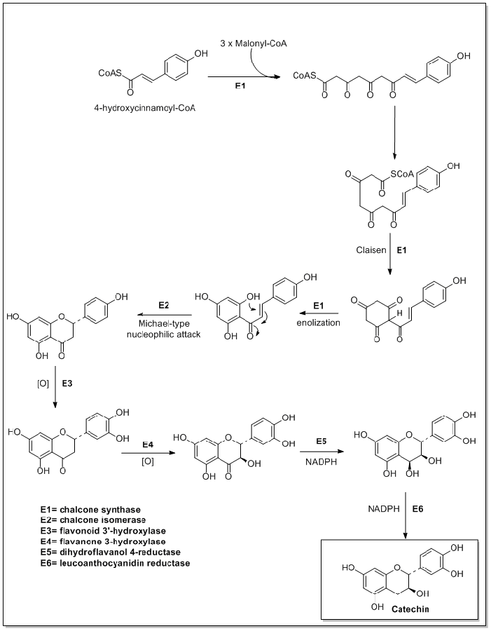 Biosynthesis of catechin.png