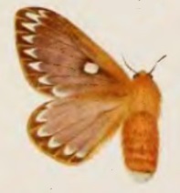 Cotana calliloma.jpg