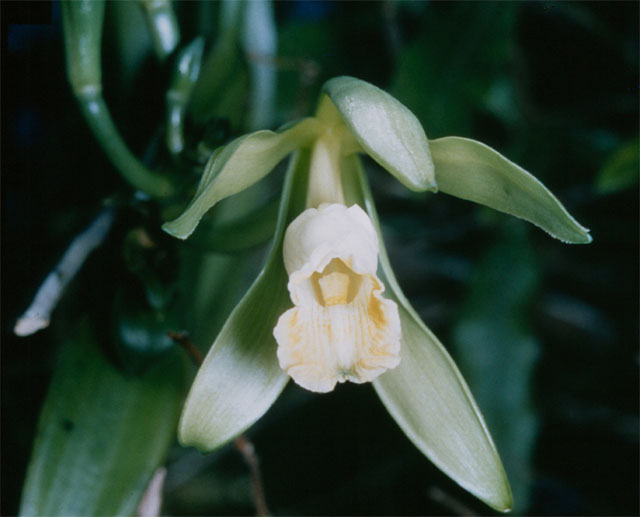 File:Vanilla planifolia 1.jpg