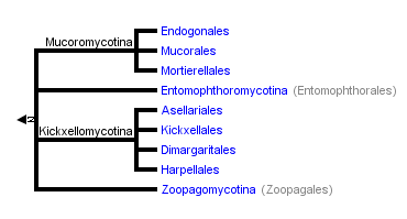 File:Zygomycota Phylogeny.png