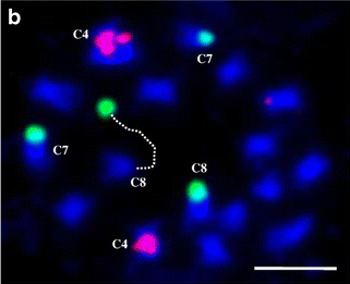 File:Karyotype of Brussels sprout (Brassica oleracea var. gemmifera).png