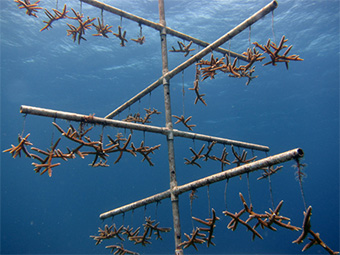 File:NOAA coral nurseries help support coral restoration.jpg
