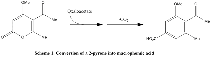Scheme 1 macrophomic acid.gif