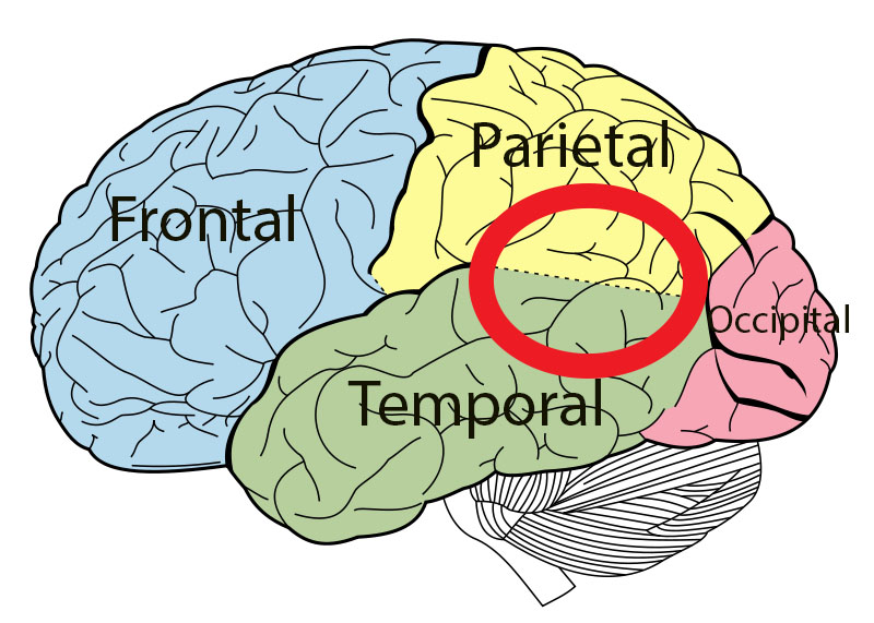 File:Temporoparietal junction diagram.jpg