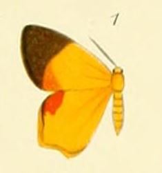 01-Xanthodura trucidata Butler, 1880.JPG