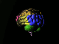 File:Brain animated color nevit.gif
