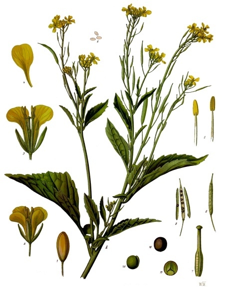 File:Brassica juncea - Köhler–s Medizinal-Pflanzen-168.jpg