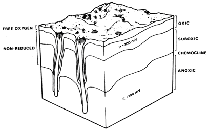 The redox potential discontinuity (RPD). Figure taken from Graf (1992).