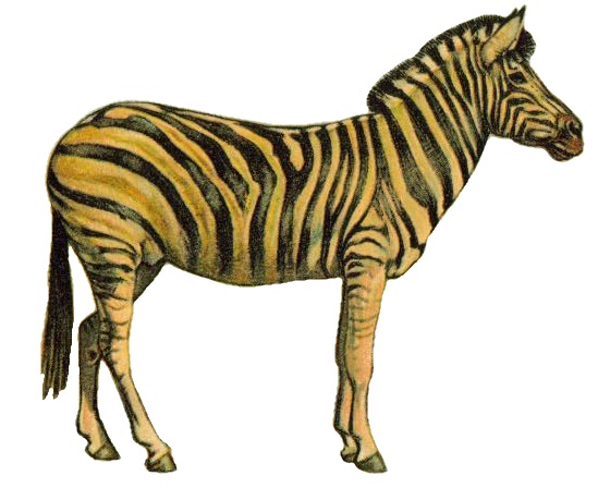 File:Equus quagga (white background).jpg