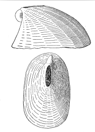 Vacerrena kesteveni 001.jpg