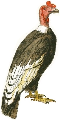 File:Vintage Vulture Drawing white background.jpg