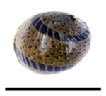 Clithon mertonianum shell 2.png