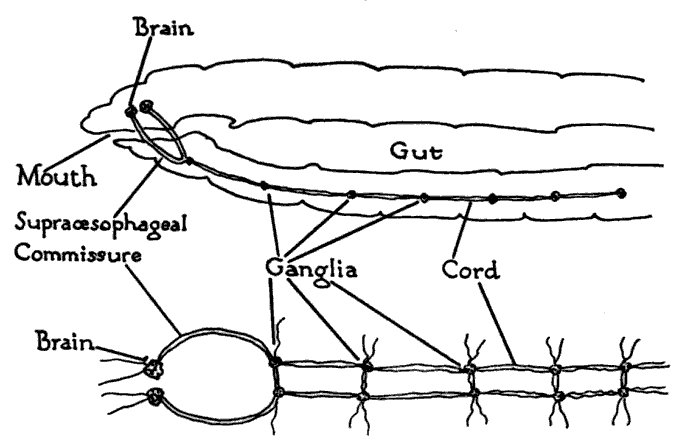 File:Earthworm nervous system.png