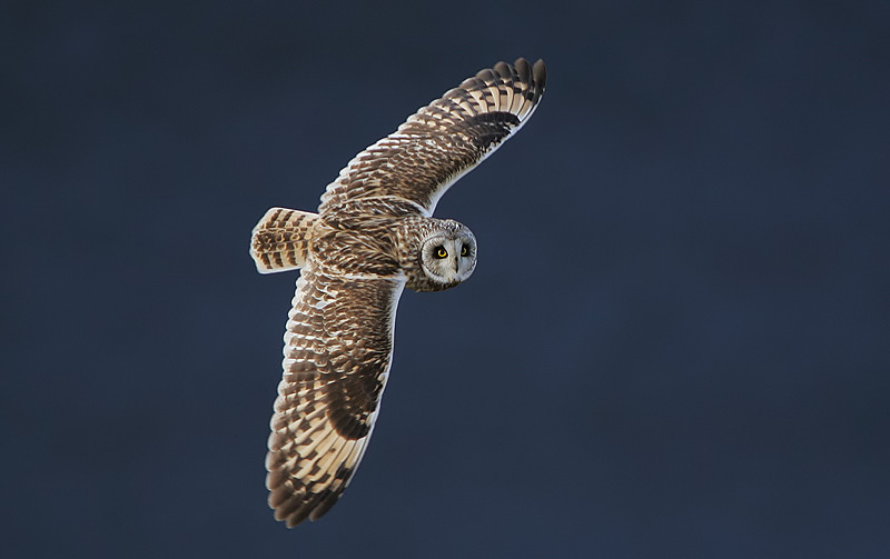 File:Flickr - Rainbirder - Short-eared Owl (Asio flammeus) (1).jpg