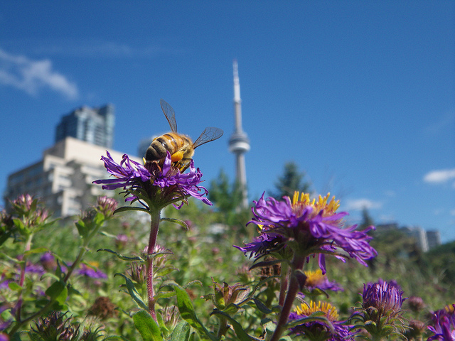 File:Honey bee in Toronto.jpg