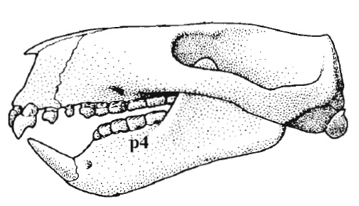 File:Paulchoffatia skull.jpg