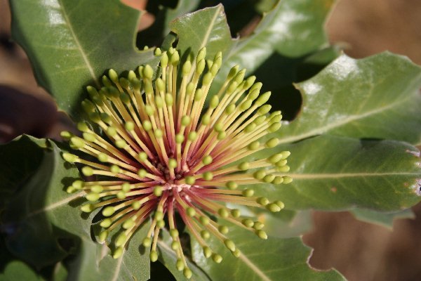 File:Banksia ilicifolia marchetti latebud2 email.jpg